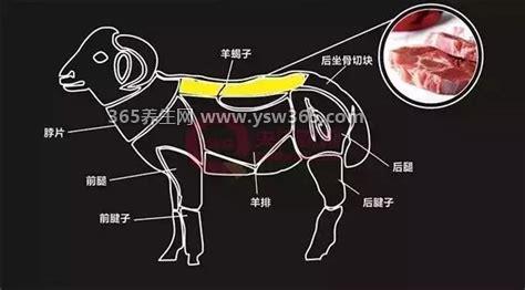 羊蝎子是羊身上的哪个部位图片,是完整的羊脊骨