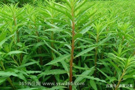 最真实的养肝草图片,叶子很有特色很尖/都是长在根部的