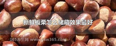 板栗怎么储藏效果最好,放在阴凉通风处吹3/4天煮至半熟再冷冻