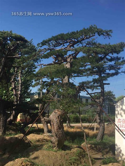 油松节图片和功效与作用及禁忌介绍,能有效帮助人们祛风除湿