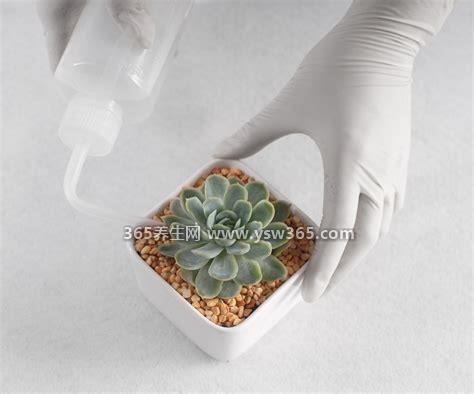多肉浇水方法,春季每周需要浇水一到两次
