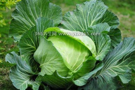 高丽菜是什么菜,其实就是白菜/名字不同而已