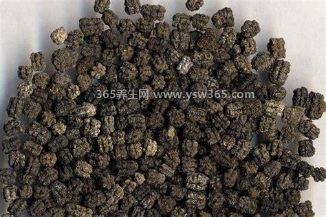 蚕沙是什么及功效与作用介绍,它是蚕幼虫的干粪(是一味中药)