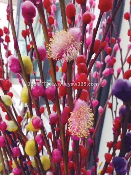 银柳的花语和寓意图片,和谐是对自由的向往/无拘无束