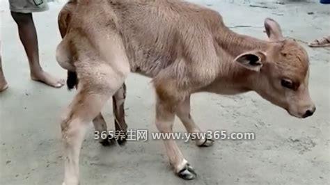 五条腿的动物有哪些,海星是五足动物