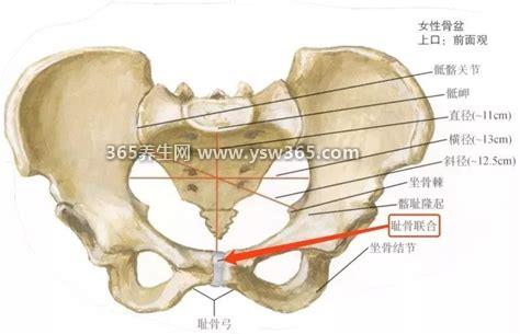 孕妇耻骨在哪个位置示意图片,在大腿和腹部的交界处