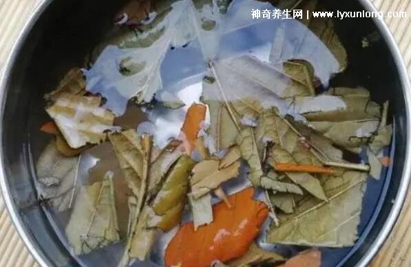 枇杷叶怎么煮水止咳化痰,取5-6片煮二十分钟闷五分钟