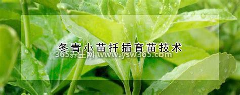 冬青小苗扦插育苗技术,要选择地势高、土层深的地块