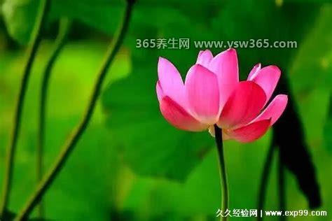 四叶菡萏和荷花的区别,没有区别(只是叫法不一样而已)