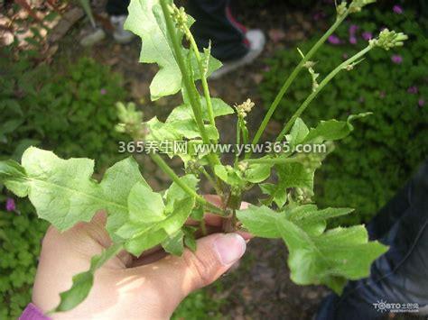 真实中药败酱草图片与苦菜区别,它们是一种东西(没有区别)
