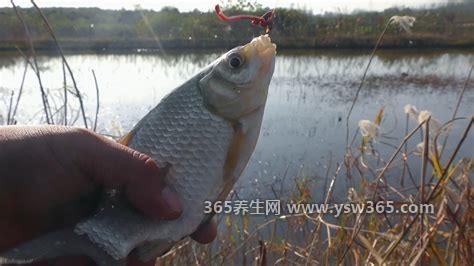 用什么钓鲫鱼才钓得多,小麦颗粒有很好的钓鲫鱼效果