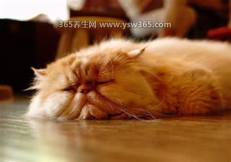 猫咪临死前的六个特殊征兆,精神抑郁/经常躲在角落里/食欲不振