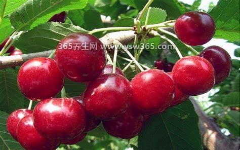 积食最怕三种水果,山楂、火龙果、苹果可以促进消化