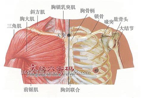 天突准确位置图和功效图片,在我们锁骨中间的凹陷处(能缓解咽痛)
