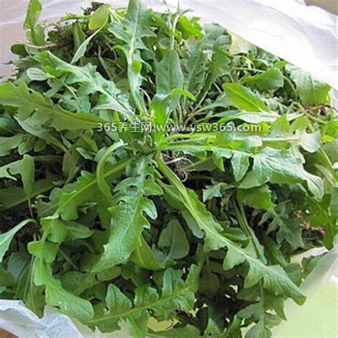 野生荠菜长什么样子图片,绿叶上有许多裂缝/冬末春初的荠菜最嫩