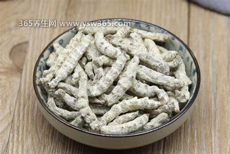 炒僵蚕的功效与作用及禁忌,可以帮助人们治疗头痛/中风等症状