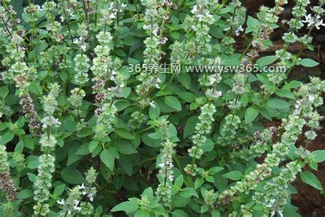 农村常见60种野生中草药图片,有些草是非常有用的药材