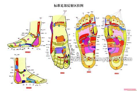 脚的各个部位详细图,包含五个部分(脚弓/脚背/内脚背/外脚背/脚掌)