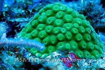 海绵是如何生长的图片,一般是通过有性繁殖和无性繁殖实现的
