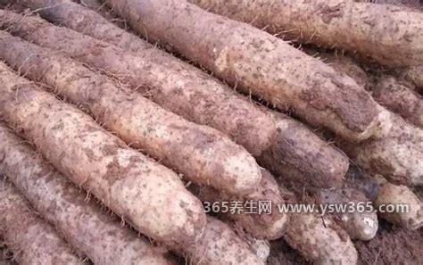 山药发芽了以后还能吃吗,可以吃但是不推荐/营养降低了