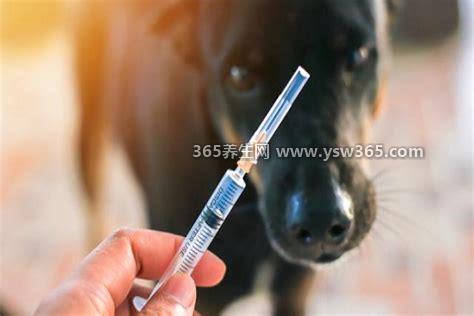 10种情况不需要打狂犬疫苗,伤口没有破就不需要打