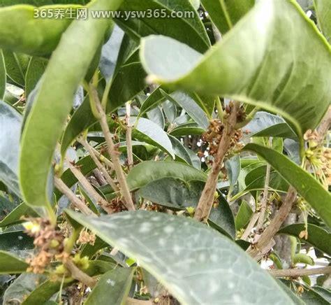桂花怎么处理后可以食用,可以放在大筛子上筛除杂质