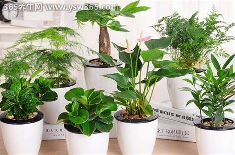 甲醛最怕三个克星植物是什么,常春藤/绿萝/吊兰去除甲醛好帮手