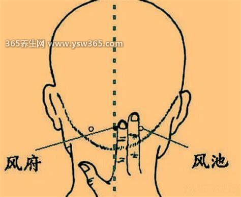 风池的准确位置图图解和作用图片,耳后和颈椎之间的一个凹陷处
