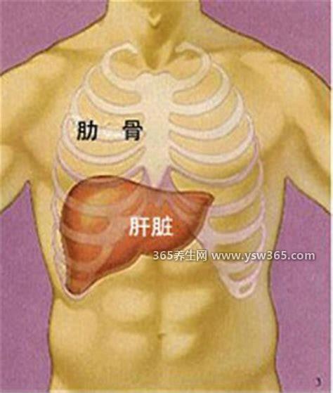 肝疼痛一般在哪个部位图解,多在腹腔右侧肋骨上部/靠近胆囊和胃