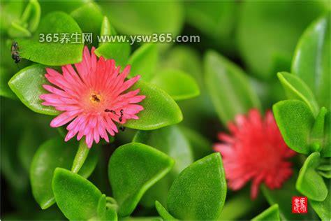 最全穿心莲图片,花是白色的枝叶茂盛/花很少(形状有点圆)