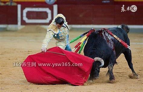 为什么牛看到红色会兴奋吗,并非如此/其实牛是色盲