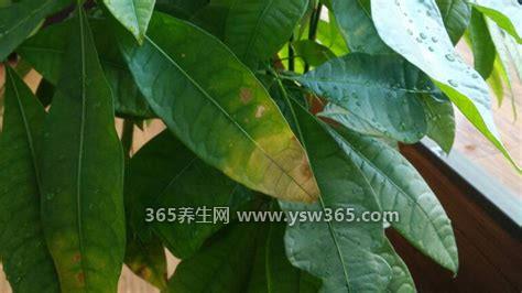 发财树的叶子发黄干枯掉落什么原因,可能浇水不及时导致的