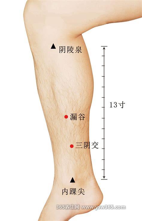 三阴焦位置图和作用,位于我们小腿内侧,脚踝尖上方三寸