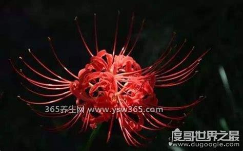 十种招鬼的花阴气最重太恐怖
