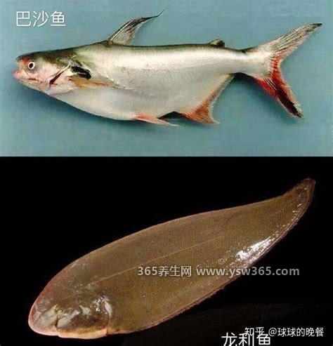 龙利鱼和巴沙鱼的区别,在四个方面不同/脂肪含量和价格不同