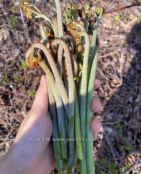 苦麻子的功效与副作用,预防贫血和美容养颜/不适合脾胃虚弱的人