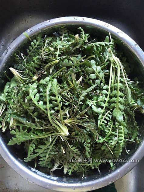 荠菜图片功效与作用食用方法,荠菜有保护眼睛的作用