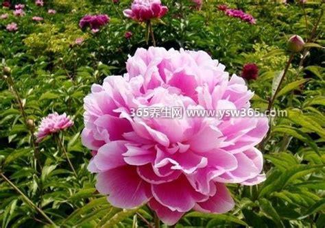 芍药为什么叫鬼花,这是一种迷信的说法(认为芍药的花大而多)