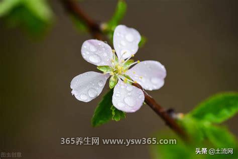 梅雨季节2022什么时间入梅,一般是6月中旬到7月初中旬