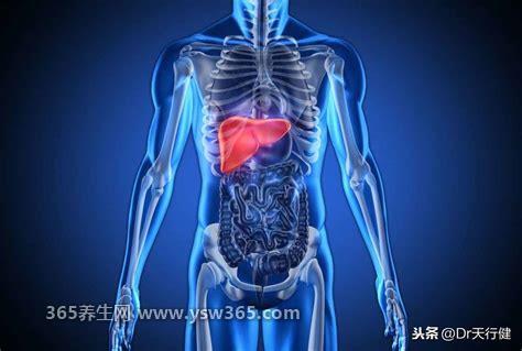 肝在哪个位置,肝脏的位置就在胃的上方(比胃大一点)
