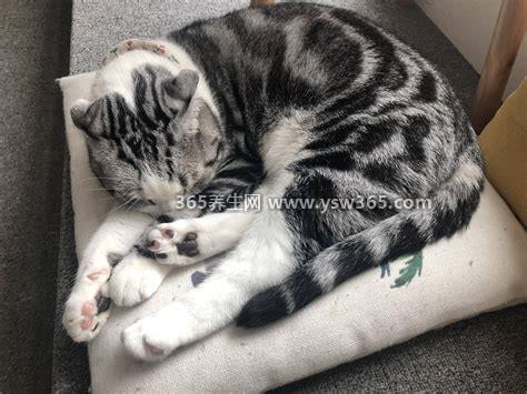猫咪恨主人的十种表现,会拒绝主人的接近/随地大小便