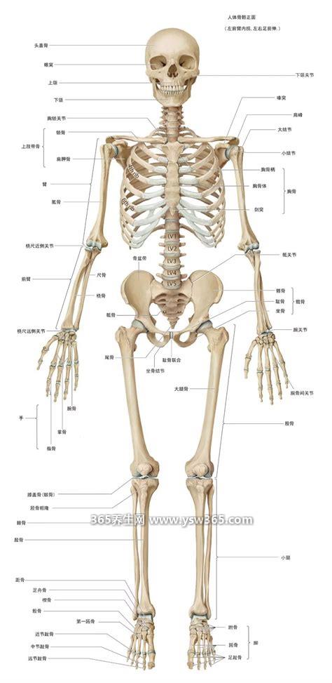 超详细人体骨骼结构图,人体骨骼结构图一览表