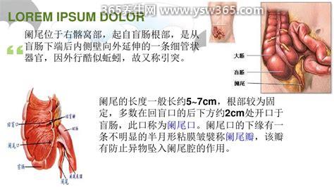 阑尾在左边还是右边哪个位置,阑尾在我们的右小腹/腰部以上