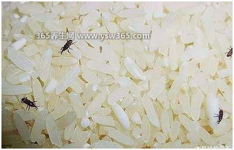 大米生虫子处理小诀窍,放胡椒粉用棉布包起来可以防止米虫