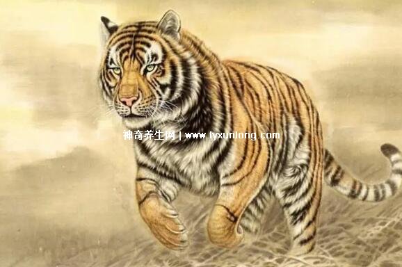 属虎的最怕的三个生肖,最怕龙蛇兔,相处会不太好