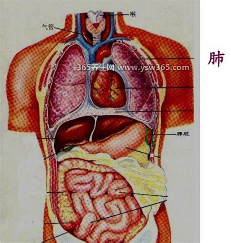 肺在哪个位置图疼痛位置图解,位于人体胸腔内/左边一个右边一个