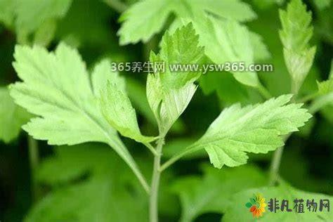 熏艾草对新型冠状病毒有用吗,可能有效果但效果可能不大