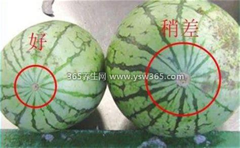 怎样选西瓜是甜的,看西瓜底部的圆圈/特别小说明西瓜特别甜