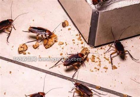 家里有蟑螂怎么办能除根,四种方法/保证所有蟑螂都被杀死