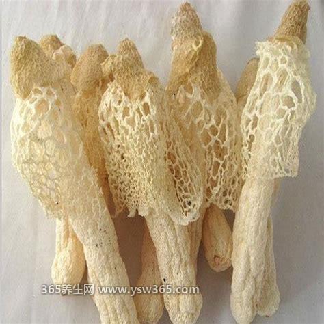 超详细竹荪图片,属于一种食用菌/就像一个穿着白裙的舞蹈仙女